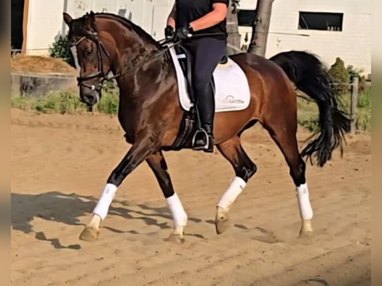 German Riding Horse Mare 9 years 16 hh Bay-Dark in &#xDC;bach-Palenberg