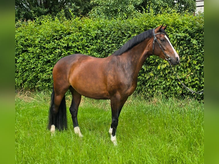 German Riding Horse Mare 9 years 16 hh Bay-Dark in &#xDC;bach-Palenberg