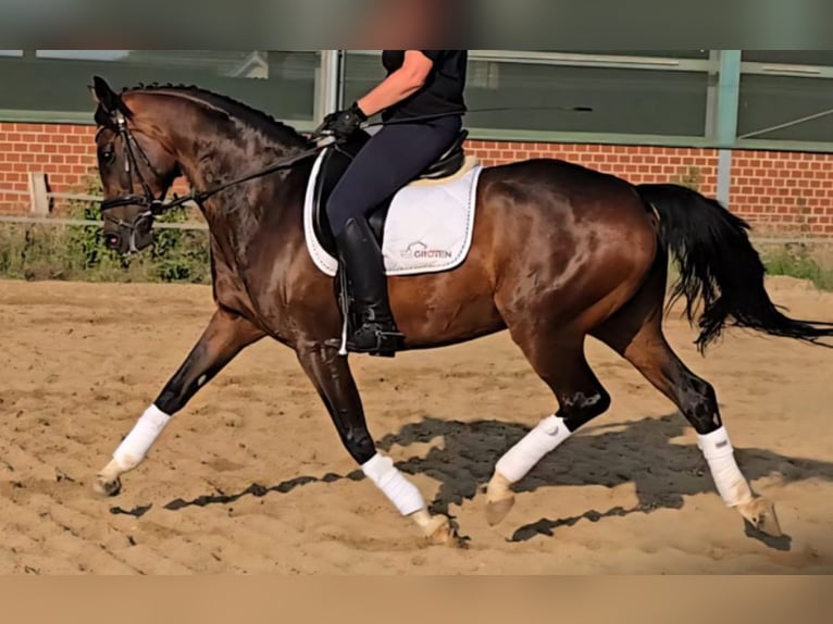 German Riding Horse Mare 9 years 16 hh Bay-Dark in &#xDC;bach-Palenberg
