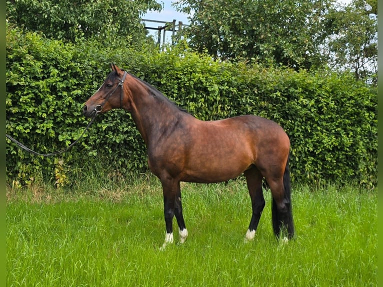 German Riding Horse Mare 9 years 16 hh Bay-Dark in &#xDC;bach-Palenberg