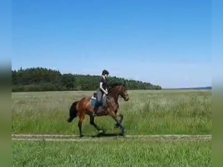 German Riding Horse Mare 9 years 16 hh Brown in Fuchstal