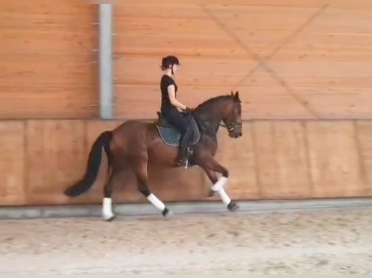 German Riding Horse Mare 9 years 16 hh Brown in Fuchstal