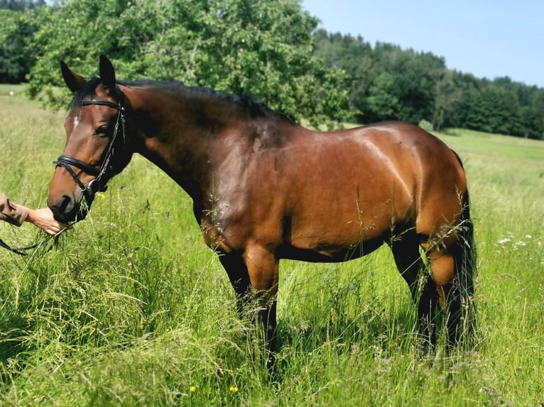 German Riding Horse Mare 9 years 16 hh Brown in Fuchstal