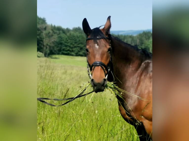 German Riding Horse Mare 9 years 16 hh Brown in Fuchstal