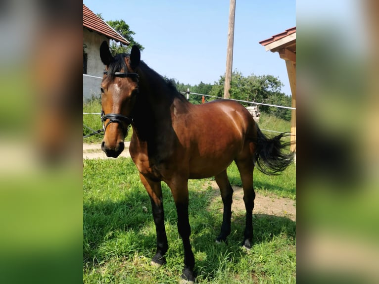 German Riding Horse Mare 9 years 16 hh Brown in Fuchstal