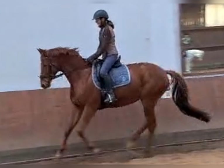 German Riding Horse Mare 9 years 16 hh Chestnut-Red in Langenselbold