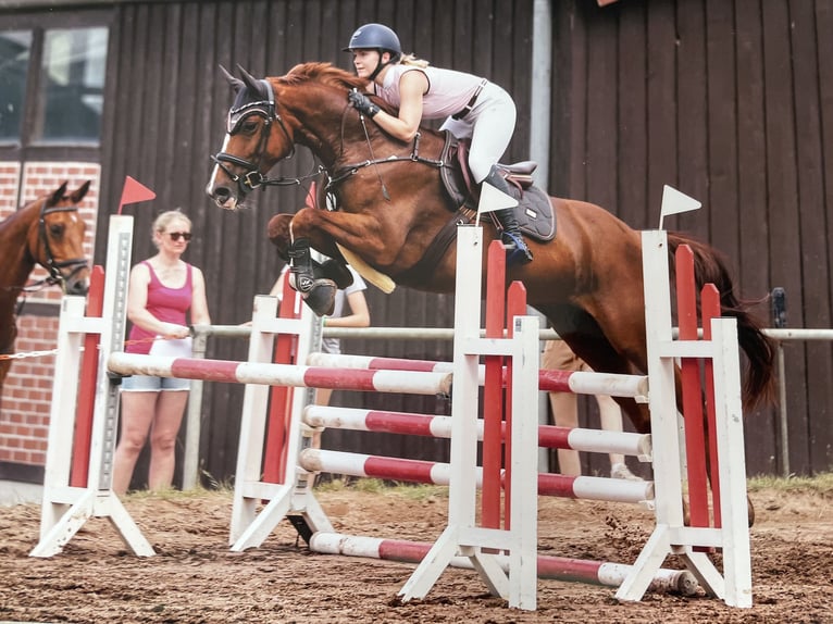 German Riding Horse Mare 9 years 16 hh Chestnut-Red in Genthin