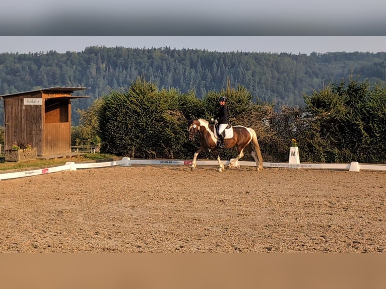 German Riding Horse Mare 9 years 16 hh Pinto in Freiburg im Breisgau