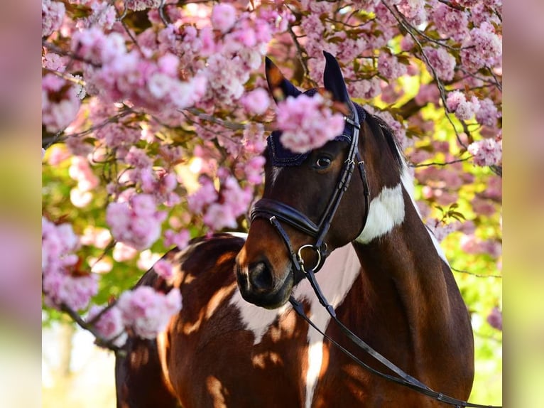 German Riding Horse Mare 9 years 16 hh Pinto in Freiburg im Breisgau