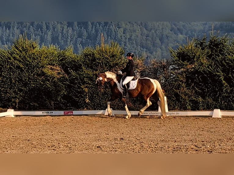 German Riding Horse Mare 9 years 16 hh Pinto in Freiburg im Breisgau