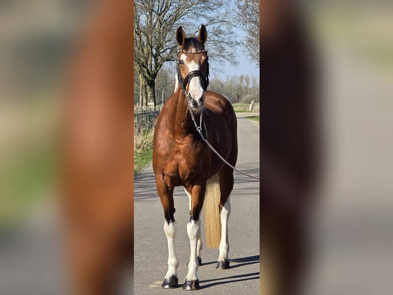 German Riding Horse Mare 9 years 16 hh Pinto in Someren