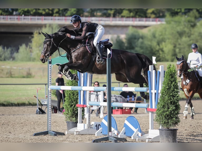 German Riding Horse Mare 9 years 16,1 hh Bay-Dark in Rauschwitz