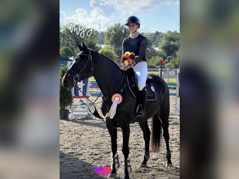 German Riding Horse Mare 9 years 16,1 hh Bay-Dark in Rauschwitz