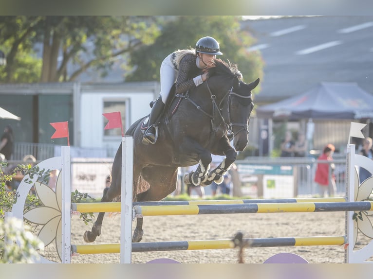 German Riding Horse Mare 9 years 16,1 hh Bay-Dark in Rauschwitz