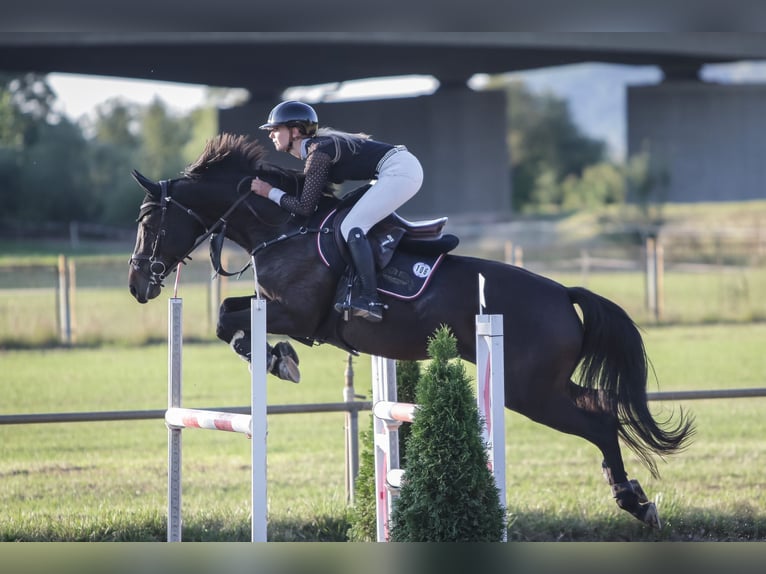German Riding Horse Mare 9 years 16,1 hh Bay-Dark in Rauschwitz