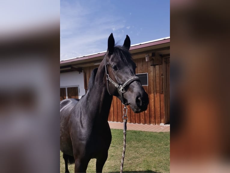 German Riding Horse Mare 9 years 16,1 hh Black in Ellwangen (Jagst)