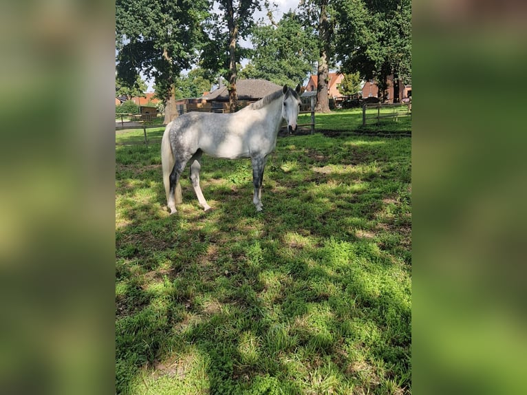 German Riding Horse Mare 9 years 16,1 hh Grey in Celle