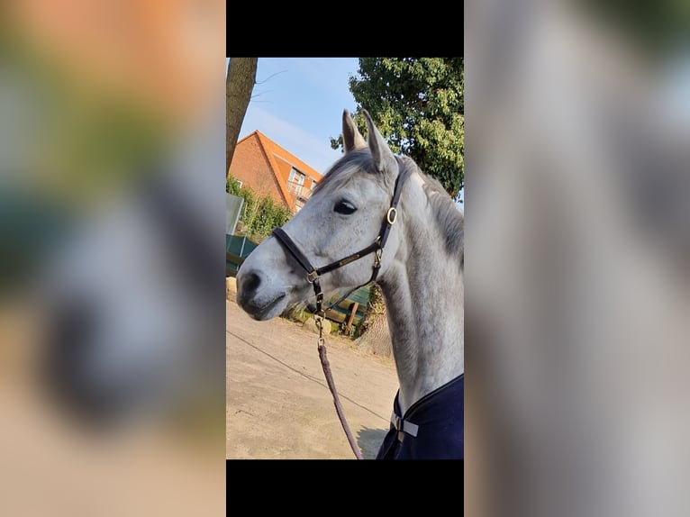 German Riding Horse Mare 9 years 16,1 hh Grey in Celle