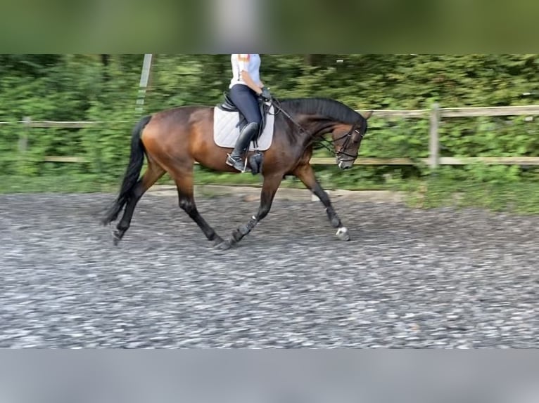 German Riding Horse Mare 9 years 17 hh Brown in Paderborn