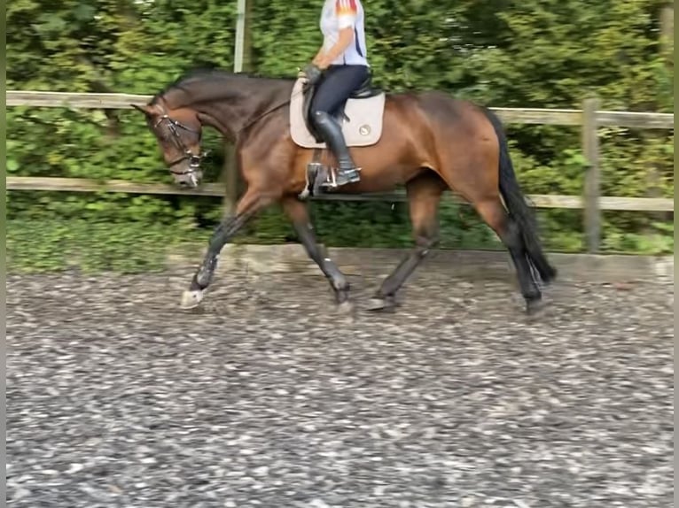 German Riding Horse Mare 9 years 17 hh Brown in Paderborn