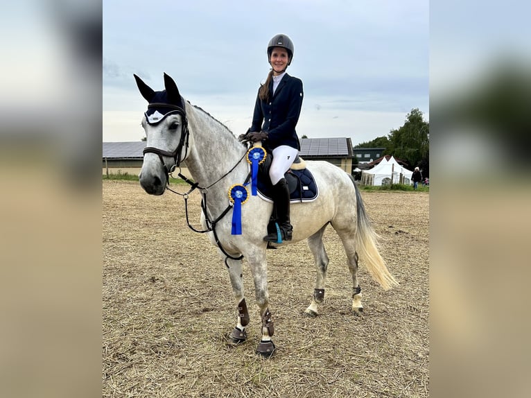 German Riding Horse Mare 9 years 17 hh Grey in Neuwied