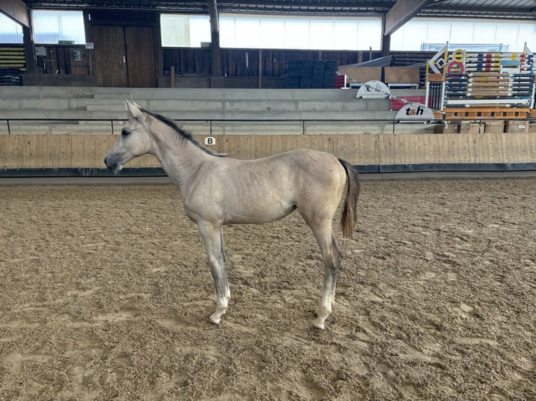 German Riding Horse Mare Foal (03/2024) 12 hh White in Filderstadt