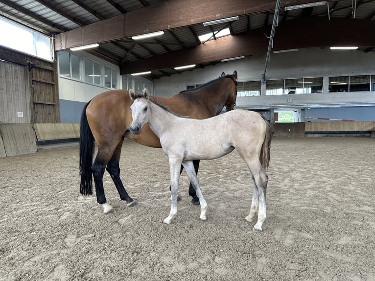 German Riding Horse Mare Foal (03/2024) 12 hh White in Filderstadt