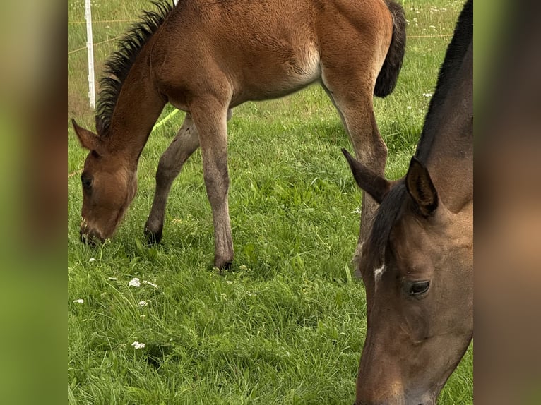 German Riding Horse Mare Foal (06/2025) 15,3 hh Brown in Br&#xF6;ckel