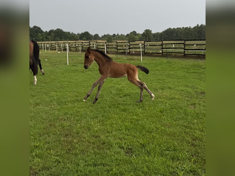 German Riding Horse Mare Foal (06/2025) 15,3 hh Brown in Br&#xF6;ckel