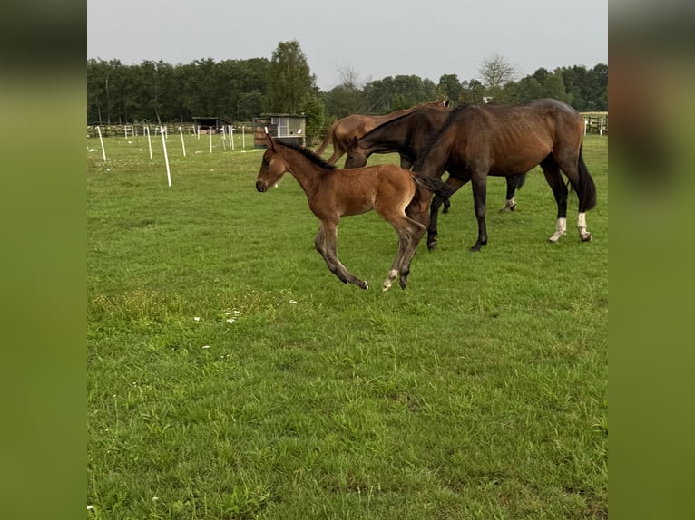 German Riding Horse Mare Foal (06/2025) 15,3 hh Brown in Br&#xF6;ckel