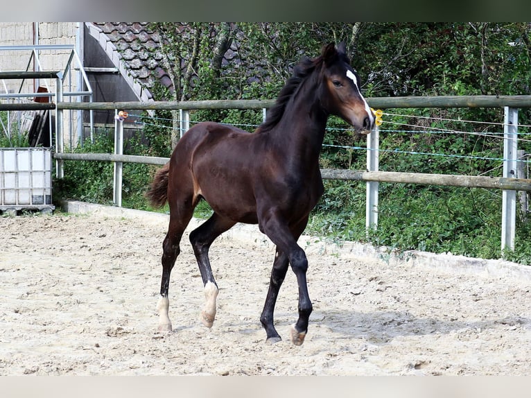 German Riding Horse Mare Foal (02/2024) 16,1 hh Bay-Dark in Mechernich