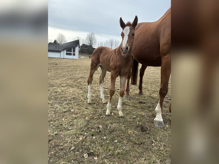 German Riding Horse Mare Foal (03/2026) 16.1 hh Chestnut-Red in Sallingberg