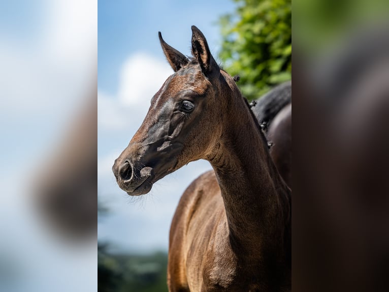 German Riding Horse Mare Foal (05/2026) 16.2 hh Black in Wysin