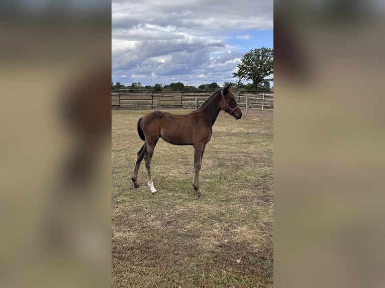 German Riding Horse Mix Mare Foal (06/2025) 16 hh Brown in Uetze