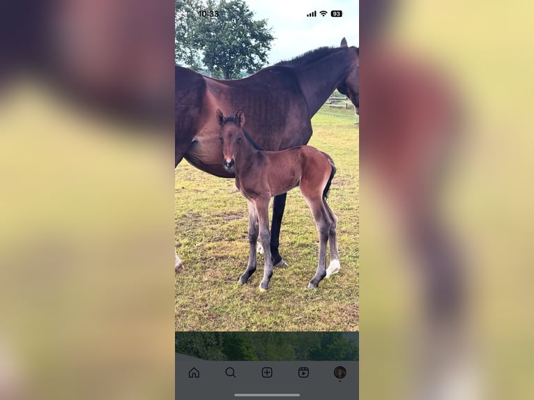 German Riding Horse Mix Mare Foal (06/2025) 16 hh Brown in Uetze