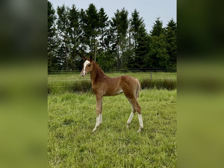 German Riding Horse Mare Foal (05/2025) 16 hh Chestnut-Red in Ihlienworth