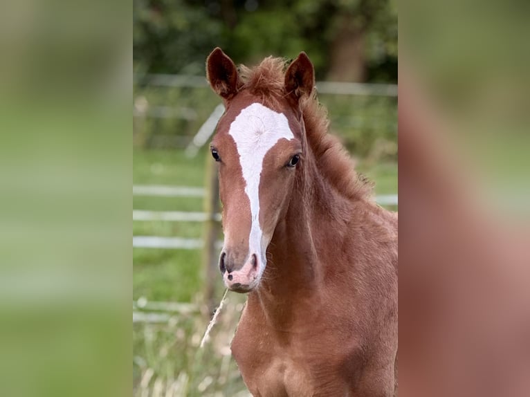 German Riding Horse Mare Foal (05/2025) 16 hh Chestnut-Red in Ihlienworth