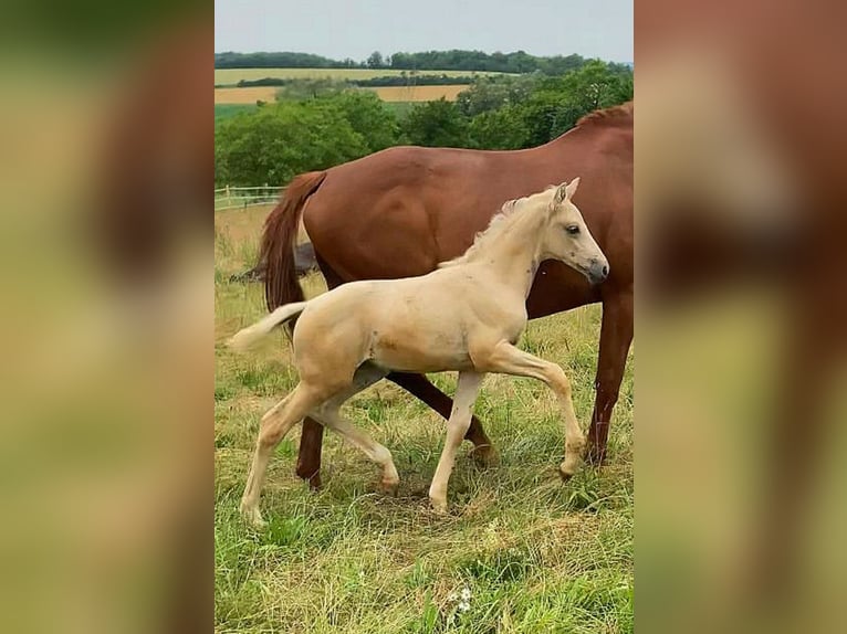 German Riding Horse Mare Foal (04/2024) 16 hh Palomino in Sugenheim