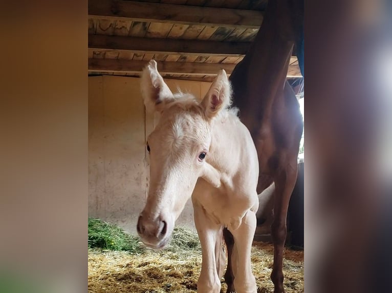 German Riding Horse Mare Foal (04/2024) 16 hh Palomino in Sugenheim