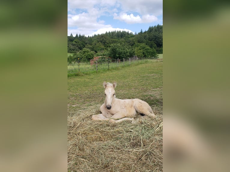 German Riding Horse Mare Foal (04/2024) 16 hh Palomino in Sugenheim