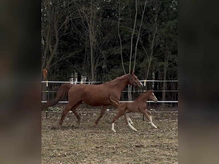 German Riding Horse Mare Foal (03/2026) 16,1 hh Chestnut-Red in Sallingberg