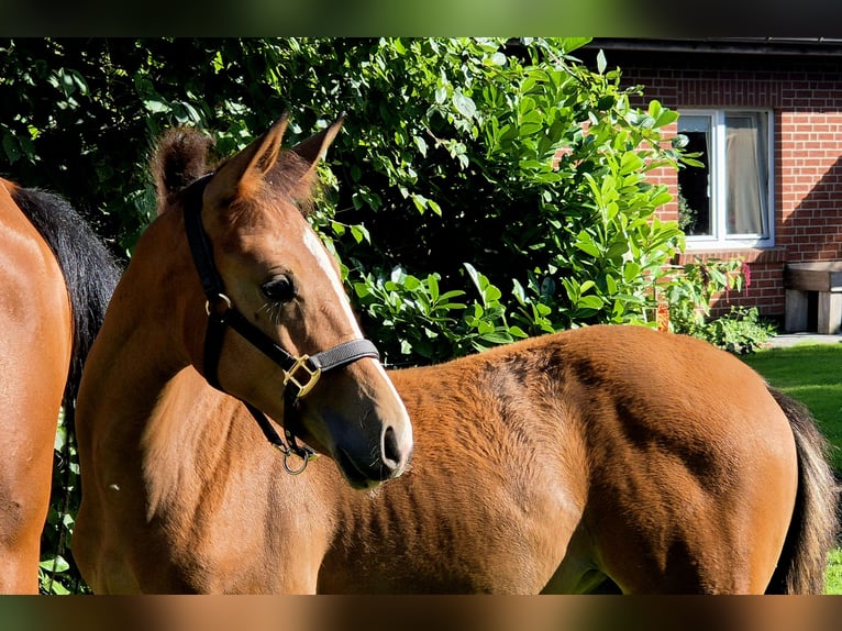 German Riding Horse Mare Foal (05/2025) 16,1 hh in Barnstorf