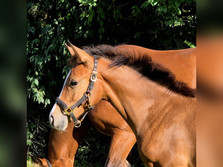 German Riding Horse Mare Foal (05/2025) 16,1 hh in Barnstorf
