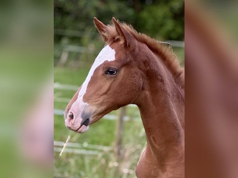 German Riding Horse Mare Foal (04/2025) 16,2 hh Chestnut-Red in Steinau