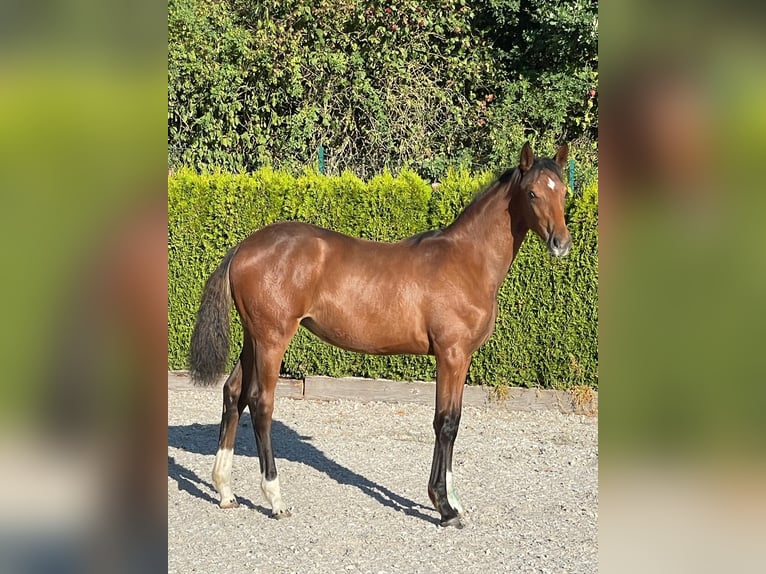 German Riding Horse Mare Foal (02/2026) Brown in Heimbach