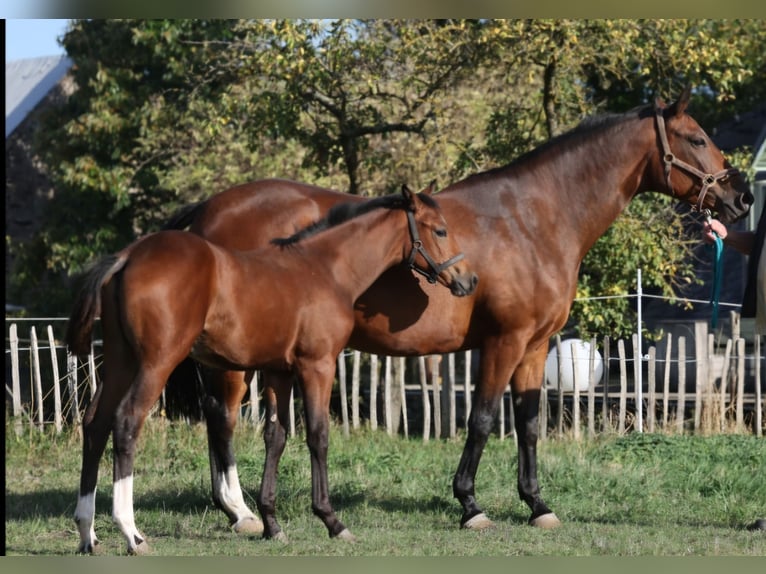 German Riding Horse Mare Foal (05/2026) Brown in Lehmen