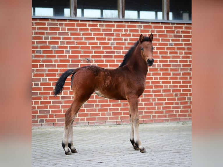 German Riding Horse Mare Foal (02/2024) Brown in Münster