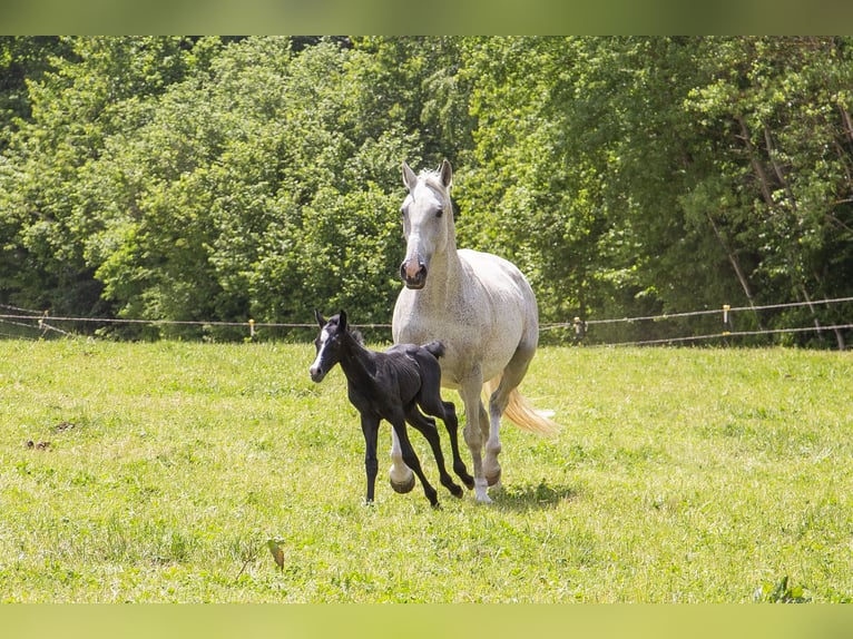 German Riding Horse Mare  Can be white in Wörth an der Donau