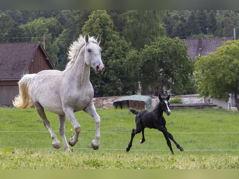 German Riding Horse Mare  Can be white in Wörth an der Donau