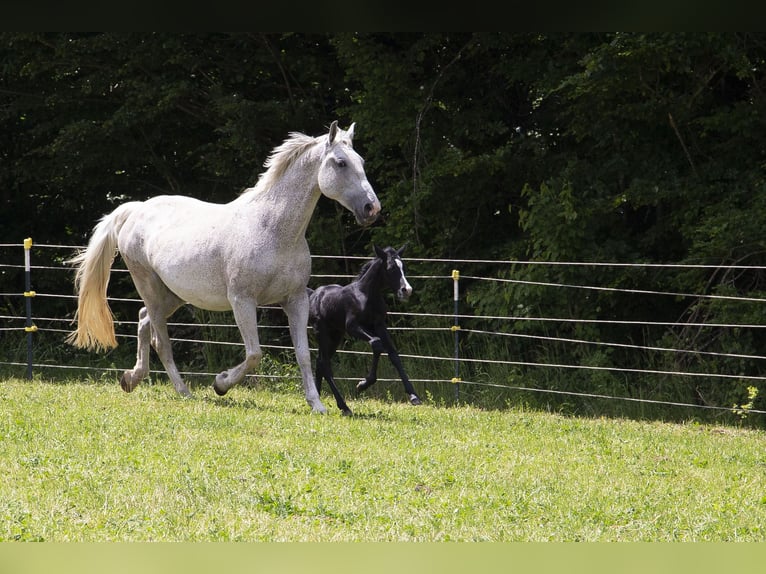 German Riding Horse Mare  Can be white in Wörth an der Donau